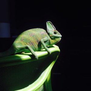 Sunbathing