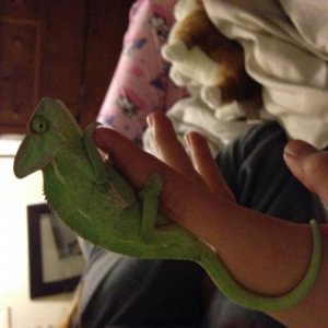 Ayla just hanging out.