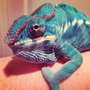 Selfie