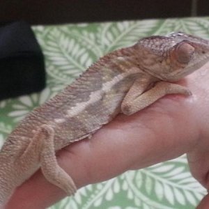 BabyOz