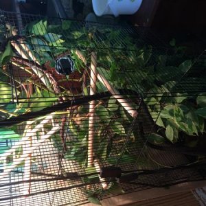 Ifrits house