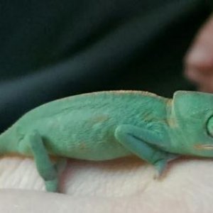 Pleakley chilling on my hand.
