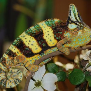 Amos one years old 145 grams  4/12/15    #001