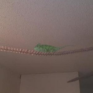 bridge lizard
He loves to explore he now can travel over to the ceiling fan down the wall and over to the chest he loves it.  He is a free range liza