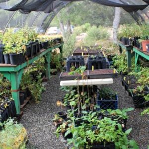 NativePlantNursery1