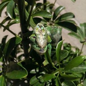 Chameleon side eye