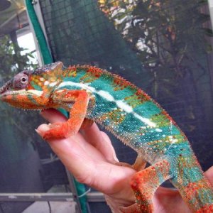 Gromits sire Osterman, from chameleons northwest.