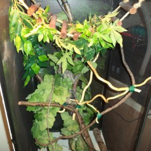 Home décor, lots to climb, real sapling baked in oven for 3 hours . . .