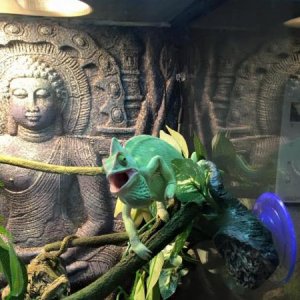 Melissa, My beautiful female Veiled Chameleon