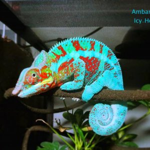 Icy-Hot Ambanja