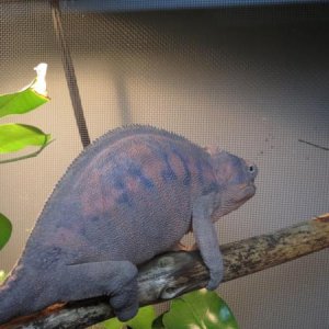 Female Ambanja
