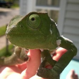Finally out for a little sunshine!  A few remnants of his last shed hanging on, but he is getting my favorite color combo going:  dusty dark green wit