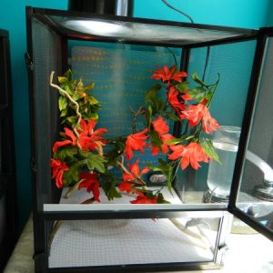 Jade's cage