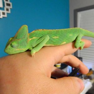 Sleeping Jade (about 9 months old)