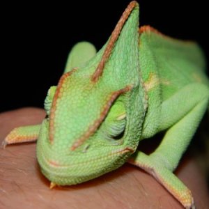 Sleeping Jade close-up (about 9 months old)