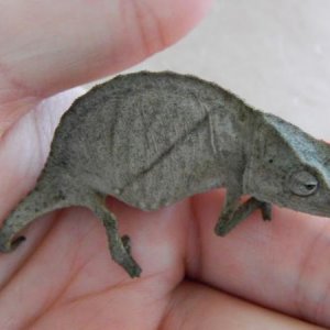 Pygmy (about 1.5 years)