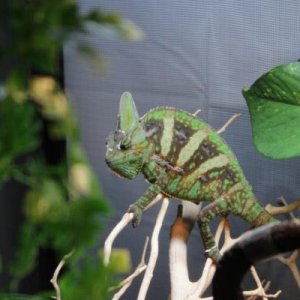 He thought there was a worm on the branch