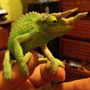 No one tangos with the Rango ;-)