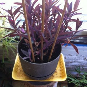 Used an old houseplant to help with assembly.