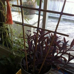 After using twist ties, and covering those with twine, my trellis is ready.