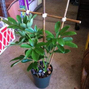 Trellis in the potted Schefflera.