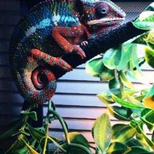 new male