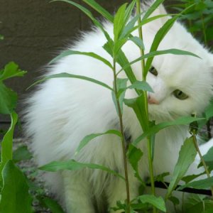 Dis plant gonna get eaten!