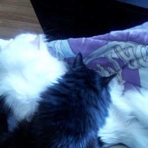 Always cuddling on my lap.