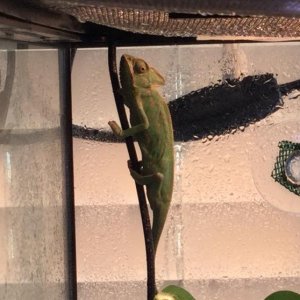 George on day 10 after taking medication for a lung infection and intestinal parasites.  (minus 2 days he would not take medication).  He's looking gr