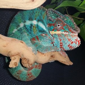 Guapo (Kammerflage)