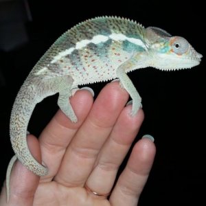 Little dude starting to show color