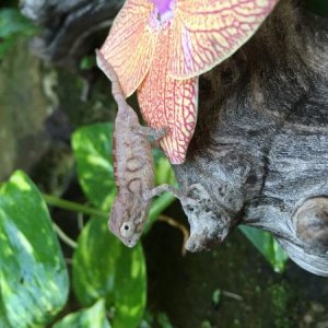 one of two little two months old (first clutch hatched a few chameleons at a time)