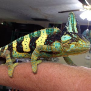 Amos 13 months old 152 grams 5/29/15