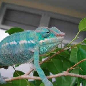 Baby Hendershot 2009