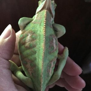 Pascal at 4mos.