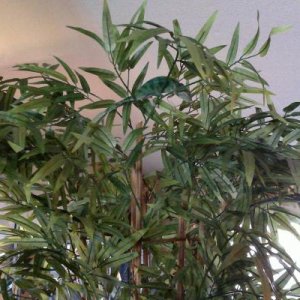 Tyrion in his free ranging tree!