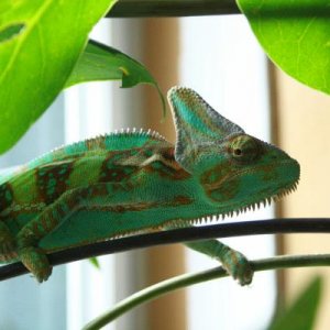 Around 4-5 months old