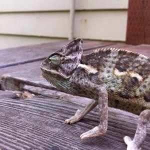 photo (3)