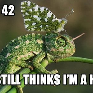 funny chameleon butterfly hat1