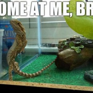 Come At Me Bro Chameleon o 93025