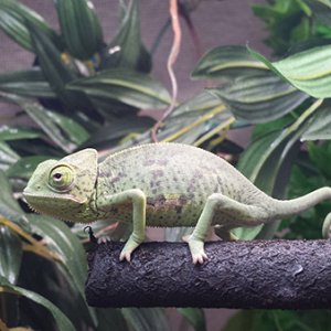 Juno before her first shed... I didn't know it at the time and was wondering why she seemed so grouchy!