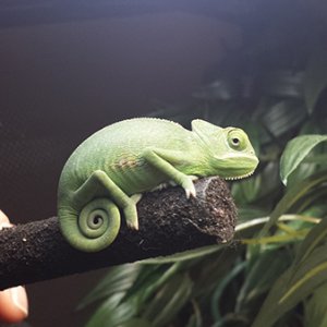 I love this one of baby Juno