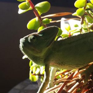 She enjoys sitting in the sun on the balcony with me while I do homework.