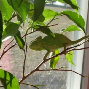 Emoji exploring his free-range ficus.