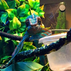1-6-15

I learned that Flash like to hold strange 'poses' for HOURS on end....