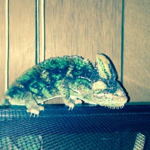 Kissy trying to hide from me lol he isn't doing a good job right now but enjoying his freedom lol