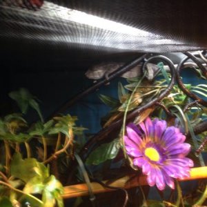 Kiwi roaming around his new home!!