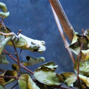 TrioceroswerneriBabies2