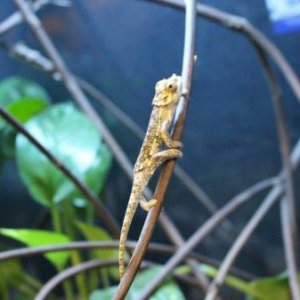 TrioceroswerneriBabies3