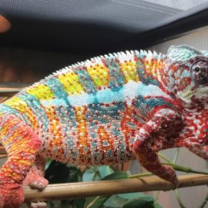 Donnie [July 15,2015] (One day before shedding, after being rejected by a female. Notice the sperm plugs. He was mad.)